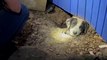 Tornade au Texas : un chien coincé sous les décombres sauvé par des journalistes