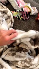 Raccoon Goes Missing Only To Be Found Like This