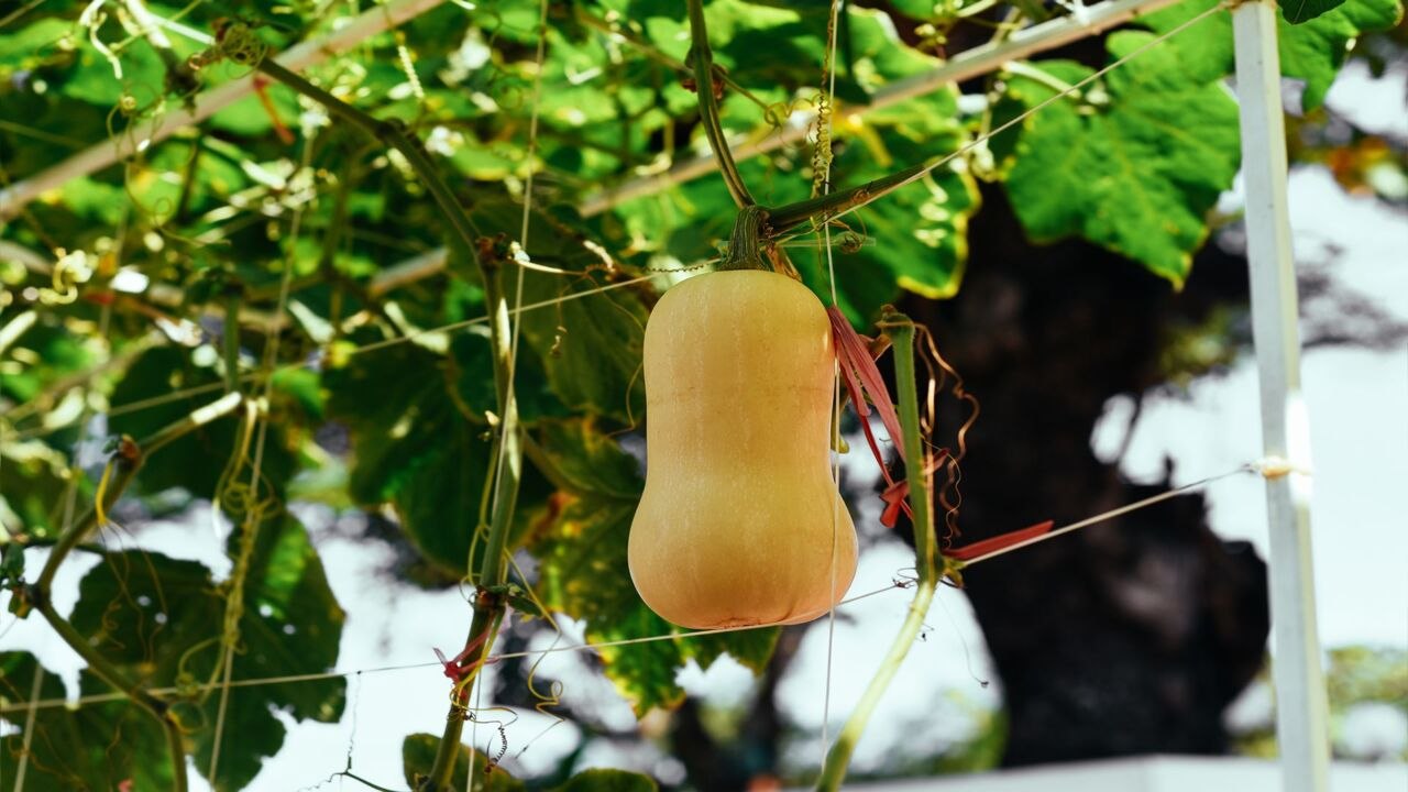 How to Grow Squash Vertically to Save Space