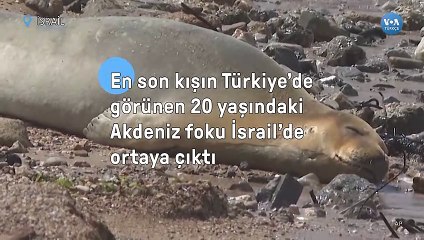 En son kışın Türkiye’de görünen 20 yaşındaki Akdeniz foku İsrail’de ortaya çıktı