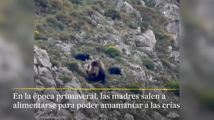 Las madres tienen que amamantar a sus crías