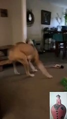 Sassy Great Dane delights with hilarious 'talking back' antics