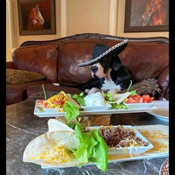 Top 50 funny pics video drama dikho chanal