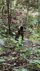 Monkey Uses a Rock to Break Open a Coconut