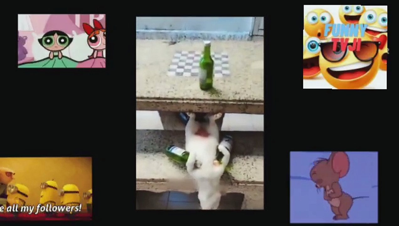 FUNNY ANIMALS 5