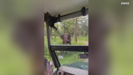You Have To See This Elephant Chasing Down a Safari!