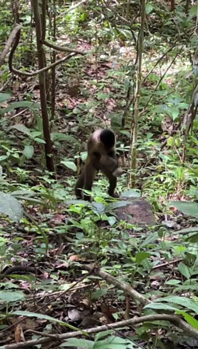 Monkey Uses a Rock to Break Open a Coconut