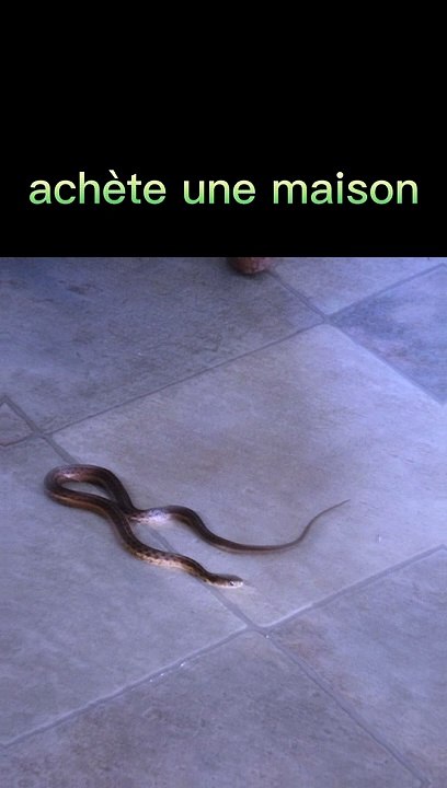 Maison infestée de serpents !
