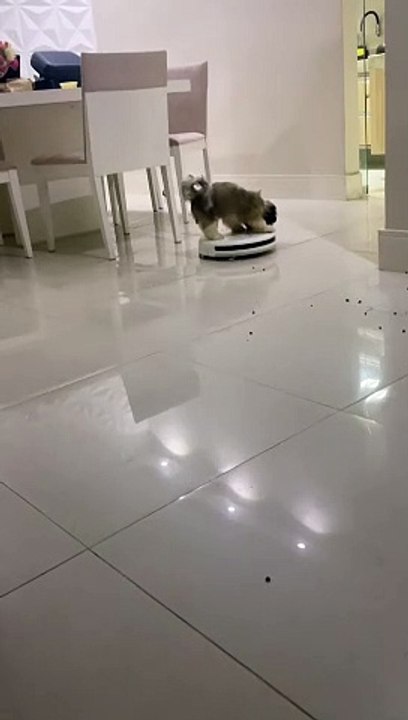 Dog Rides the Vacuum