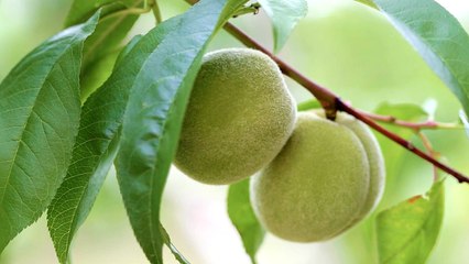 Georgia’s Peaches In Peril Following Unseasonable Weather, Farmers Say