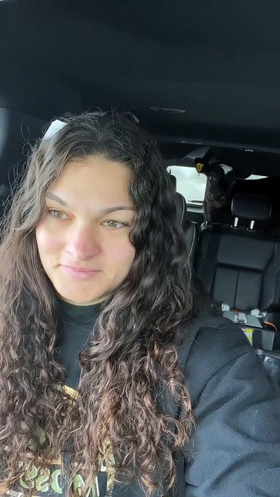 Cow Calf Goes For Car Ride