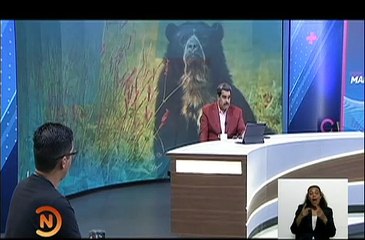 Gobierno Bolivariano promueve la protección del oso frontino para la supervivencia de esta especie