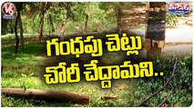 Thief Stealing Sandalwood Trees In Indira Park | Hyderabad | V6 Teenmaar