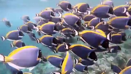 Amazing Discoveries Found Under Sea In Urdu hindi