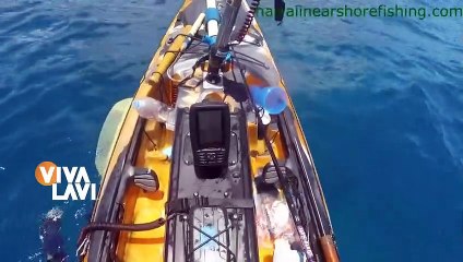 Captan momento del ataque de tiburón a kayak