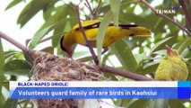Black-Naped Orioles Spotted, Protected in Taiwan's Southern Kaohsiung City
