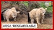 Ursa acorda 'descabelada' após hibernação e viraliza nas redes sociais