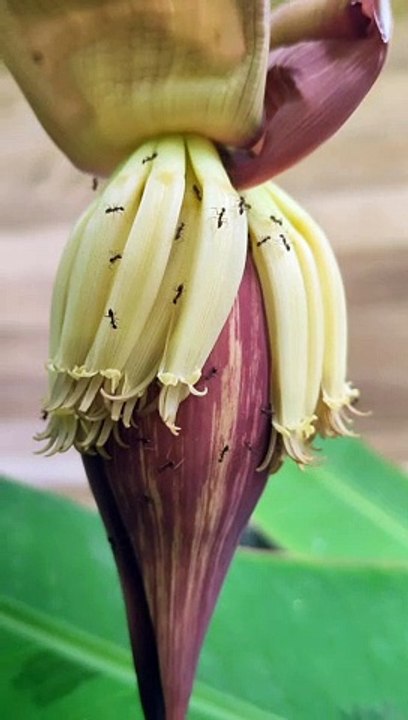Jantung pisang