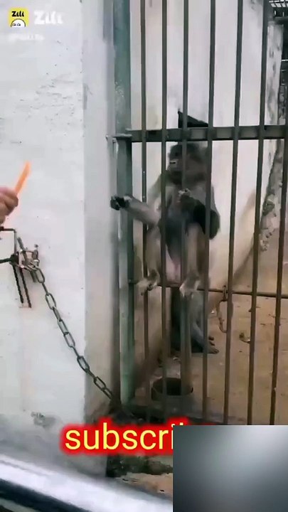 Angry Monkey #2023 shorts