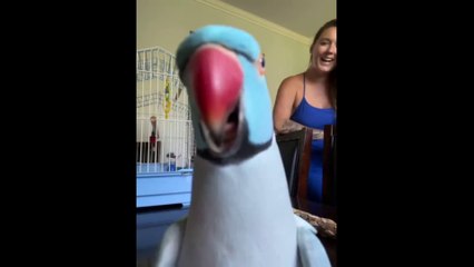 Amazing Parrot talking video 2023