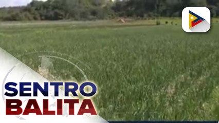 Video herunterladen: BPI, tiniyak na calibrated ang gagawing importation ng sibuyas sa oras na maaprubahan