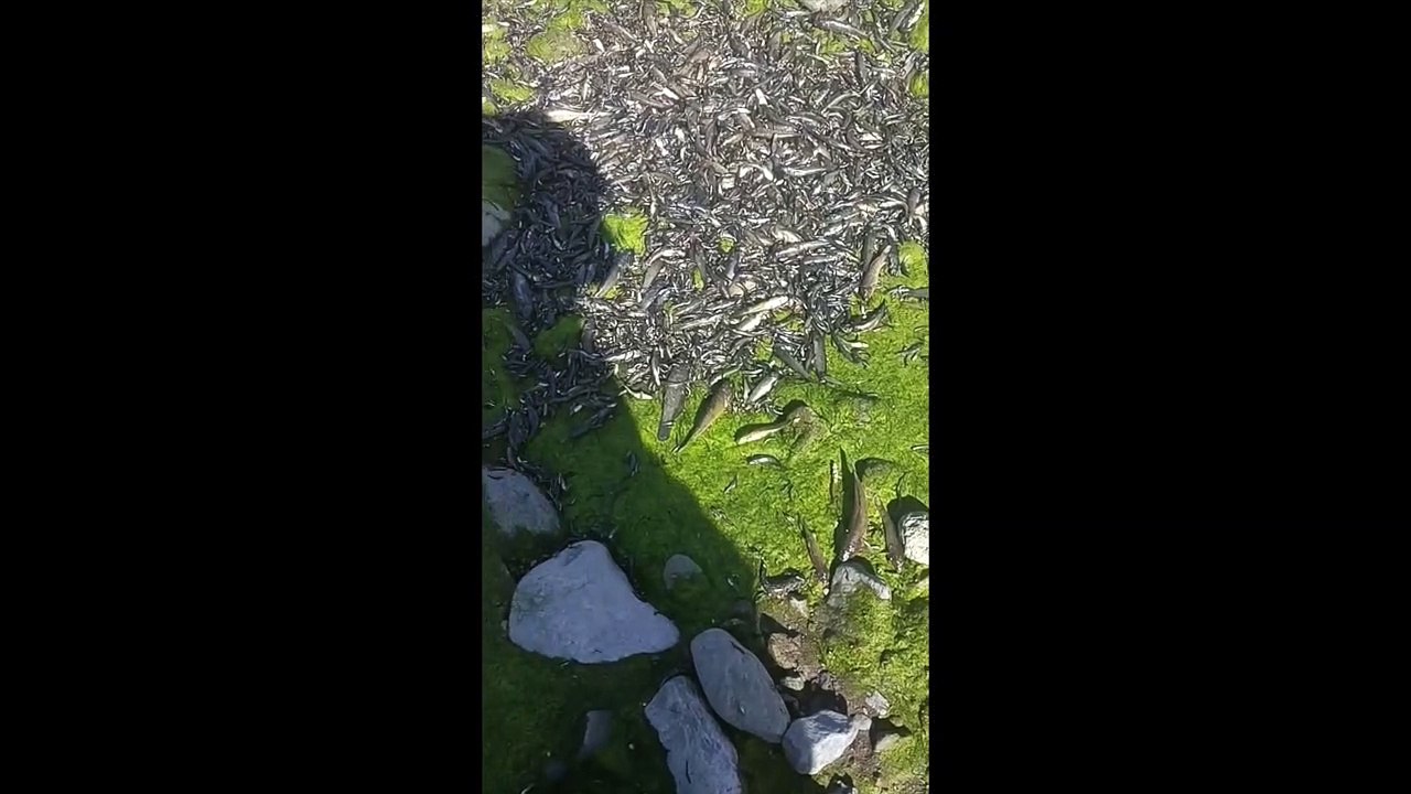 Scène de désolation dans la rivière des Galets