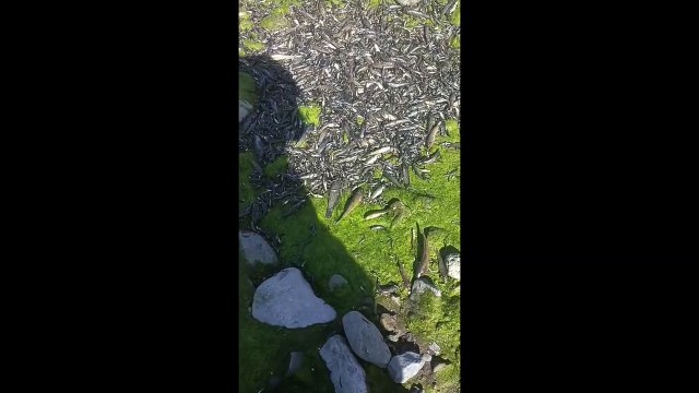 Scène de désolation dans la rivière des Galets