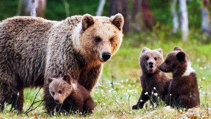 Dünyanın En Tatlı ve En Şirin 12 Yavru Hayvanı - Aşık Olabilirsiniz.