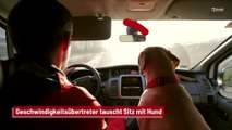 Geschwindigkeitsübertreter tauscht Sitz mit Hund