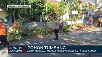 Akibat Perbaikan Trotoar Pohon Tumbang Dan Timpa Pemotor