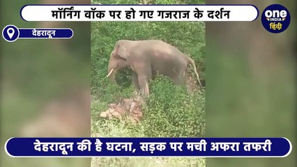 Video: देहरादून में मॉर्निंग वॉक पर निकले लोगों का हाथी से सामना, सड़क पर मची अफरा-तफरी