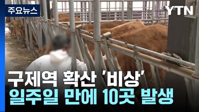 구제역 방역조치 전국 확대...20일까지 긴급 백신 접종 / YTN