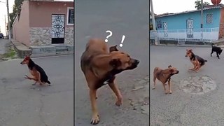 Un chien s'offre une entrée WTF