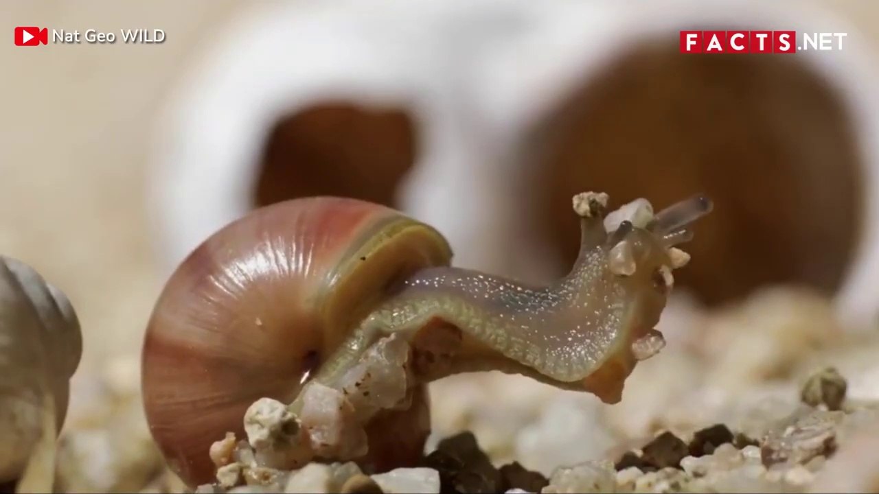 30 Facts About Snails | Learn About Snails - video Dailymotion