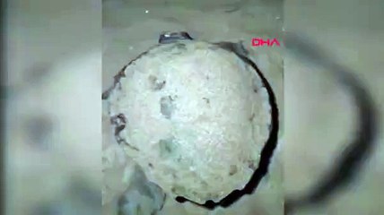 Sezonun ilk deniz kaplumbağası sahile çıktı!