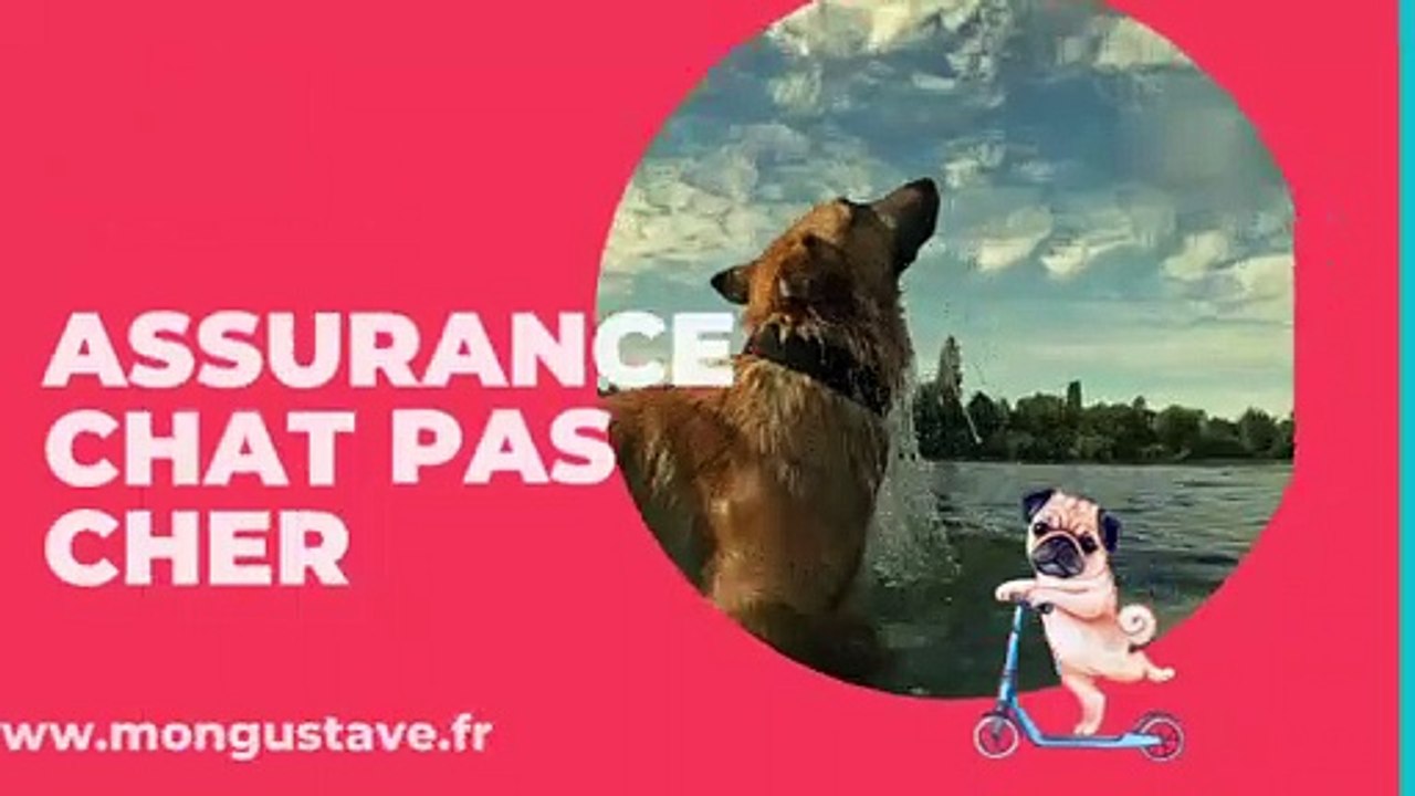 Assurance Chat Pas Cher sur le comparateur Mongustave.fr