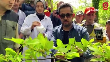 Terminatör böcekler katil arılarla savaşacak