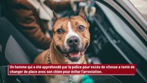 Un homme qui roule trop vite change de place avec son chien pour éviter l’arrestation !