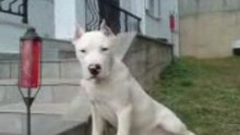 Paco (Dogo Argentino)