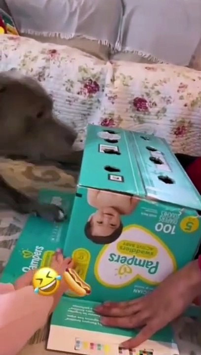 animals funny time