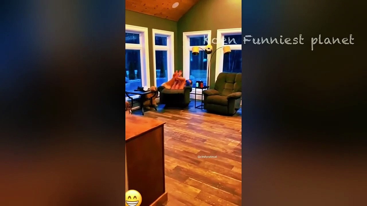 Funny Dogs And Cats Videos 2023  - Best Funniest Animal Videos Of The Month  #1
