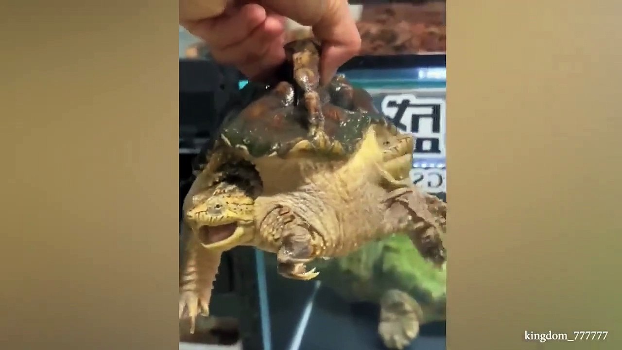 Funniest Animal Videos 2023 That Will Change Your Mood For Good