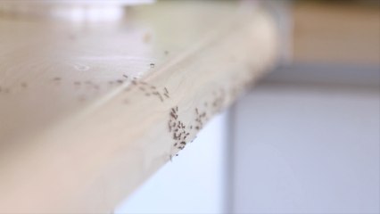 How to Stop an Ant Infestation in Your Home
