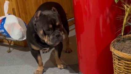 American Bully APPALLED at the sight of mommy Bully feeding her pups