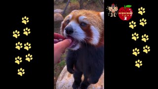 Ultimate Dog Compilation The Funniest Canine Moments Ever