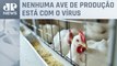 Gripe aviária: Exportações e abastecimento interno não sofrerão alterações