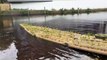 Water of Leith: floating ecosystems boost biodiversity in the area