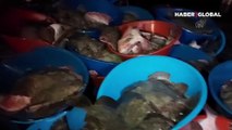 İstanbul açıklarında kaçak avlanan 9 ton kalkan balığına el konuldu