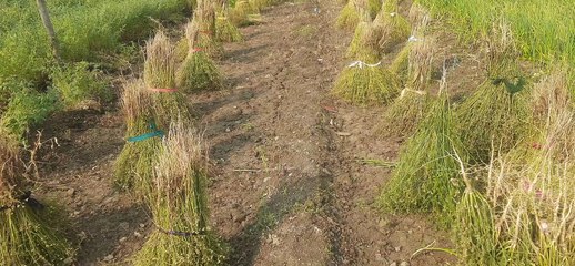 फसल बीमा के नाम किसानों में मायूसी