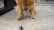Dog Fear From Crayfish | Dog Funny Moments | Animals Funny Moments | Cute Pets | Funny Animals #pets